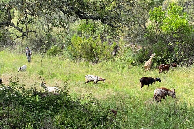 Walk in the Hills with Goat Herder-Local Honey, Wine and Cheese Tasting - Why this Algarve outing feels different