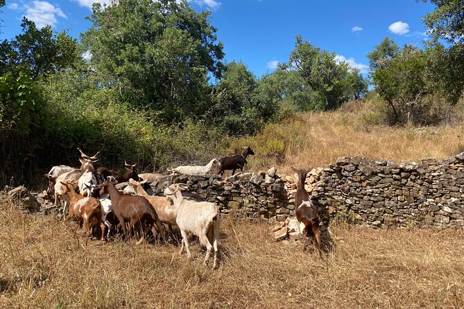 Walk in the Hills with Goat Herder-Local Honey, Wine and Cheese Tasting - Beginning at Quinta Rosa de Victoria at 2:30 pm