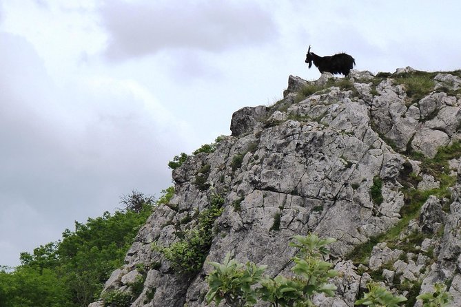 Wells, Cheddar Cheese and Cheddar Gorge - Private Day Trip from Bath - Transport, timing, and what you pay