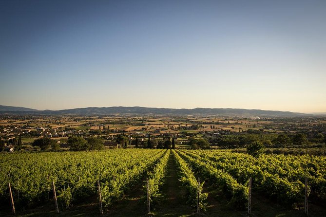 Wine and Cheeses - Why this short Assisi tasting works well
