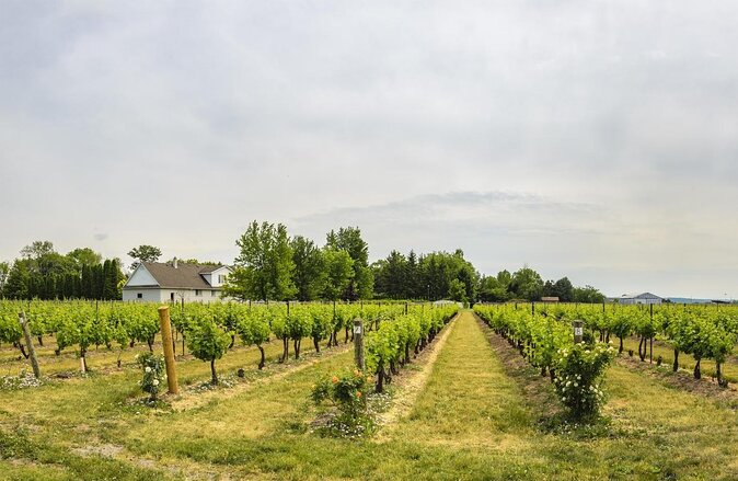 Wine, Cheese, Chocolate 6 Hour Tasting Tour with Lunch - Six things to know before you book