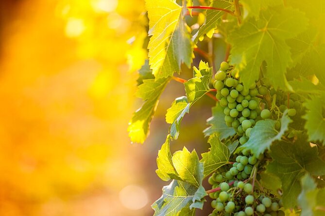 Wine, Cheese, Chocolate 6 Hour Tasting Tour with Lunch - Reif Estate Winery starts the tasting