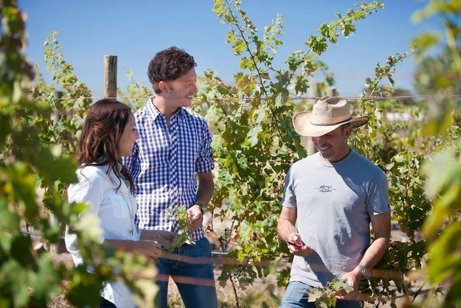 Wine Route tour starting from Querétaro - Freixenet Mexico and its 15-metre cellar