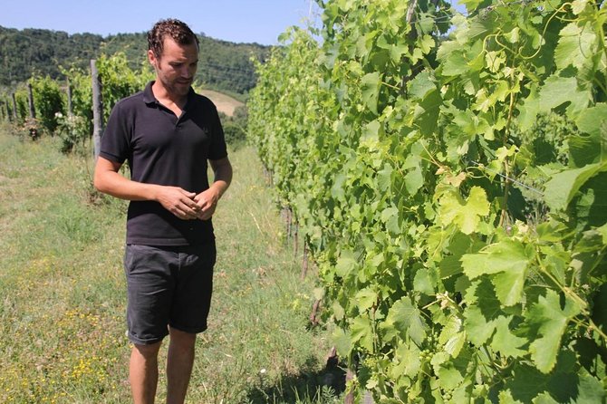 Winery tour and wine, cheese & charcuterie tasting - From grapes to wine in the cellar