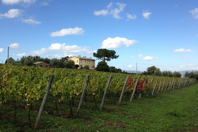 Winery tour and wine & cheese tasting - Reaching Madonna del Latte outside Orvieto