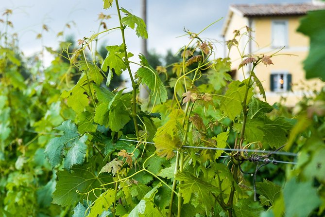 Winery tour and wine & cheese tasting - Is $60.24 a fair price?