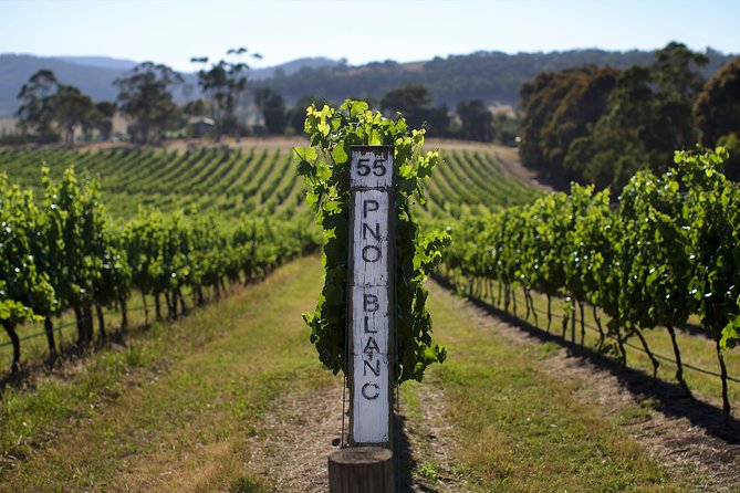 Yarra Valley Premium Tour inc Lunch and Cheese and Wine Pairing at De Bortoli - De Bortoli’s cheese and wine pairing