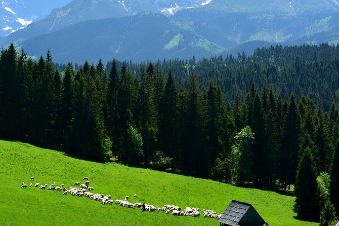 ZAKOPANE & THERMAL SPRINGS, Funicular, Cheese Tasting - Why this Zakopane day trip works from Krakow