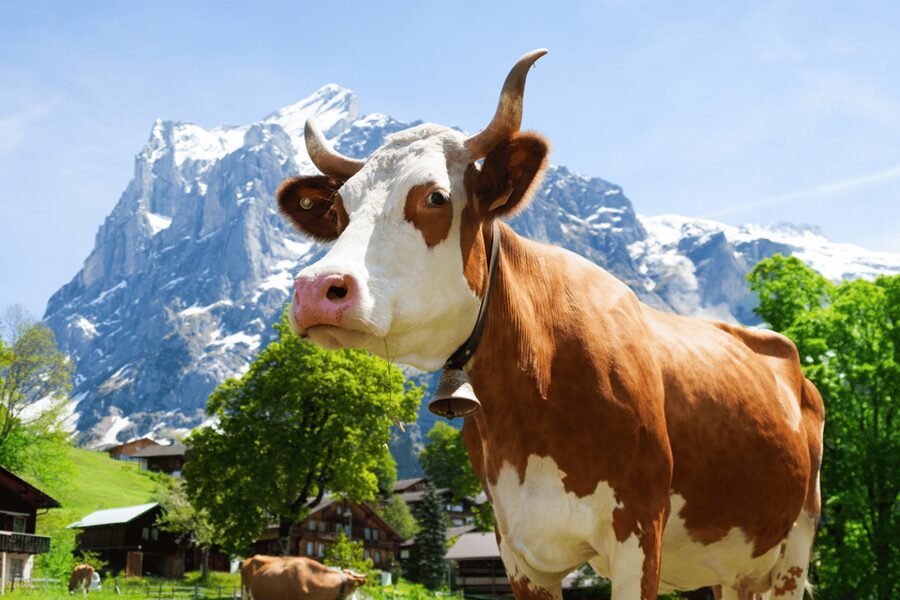 Zurich: Rhine Falls, Chocolate & Cheese Factory Day Trip - The return to Zurich: the time tradeoff